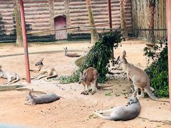 -深圳野生动物园
