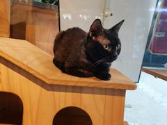 -more than meow吴止猫主题餐厅(承德 中船汇店)