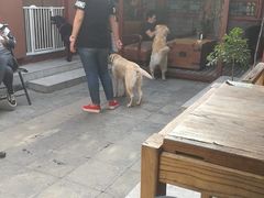 -百好乐宠物友好餐厅(朝外大街店)