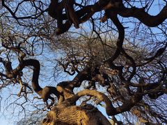 -国家植物园南园