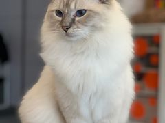 -米宠家·撸猫猫咖小萌宠·猫咪洗澡·猫咪寄养(高新大都荟店)