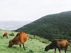 -大姆山草场