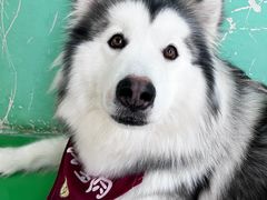 -Husky Go! 哈士奇体验馆·宠物咖啡厅狗咖