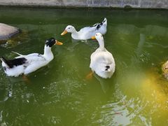 -莲湖公园
