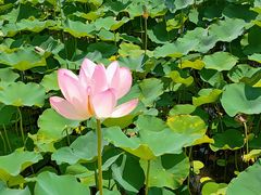 -莲花池公园