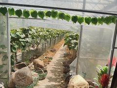 -马陆小张葡萄园农家乐