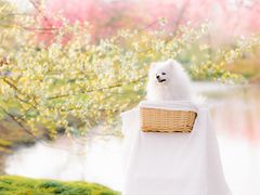 -花开海上生态园