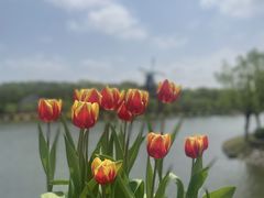 -上海鲜花港