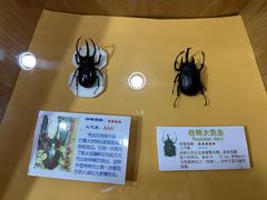 -上海大自然野生昆虫馆(东方明珠·爬宠昆虫探索中心)