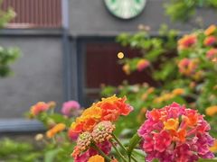 -星巴克(成都天府水街店)