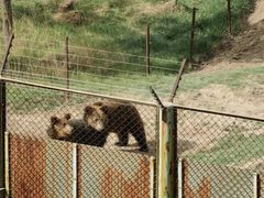 -青藏高原野生动物园