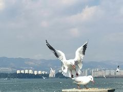 -海埂大坝
