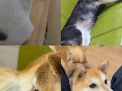 -是阿柴呀！柴犬咖啡·爱喵喵猫咖
