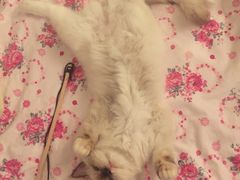 -Bastet sally猫舍购宠(静安店)