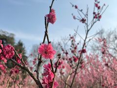 -梅花山(明孝陵内)