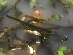 海带鸡汤-海汇源老烧麦店(东大街总店)