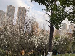 -龙头寺公园