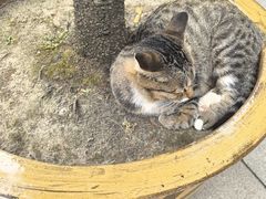 -龙华素斋(龙华路店)