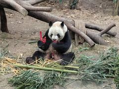 -成都动物园