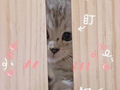 -浣熊柯尔鸭土拨鼠·电玩咖
