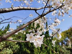 -新虹桥中心花园