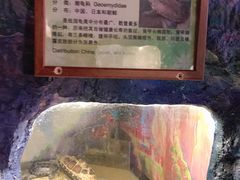 -上海大自然野生昆虫馆(东方明珠·爬宠昆虫探索中心)