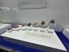 -贝壳王国博物馆