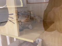-共舞时光猫咖·狗咖(新街口店)