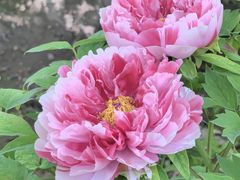 -莲花池公园