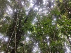 -中国科学院西双版纳热带植物园