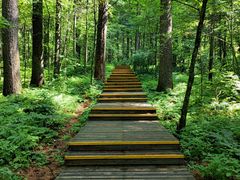 -五营红松林海景区