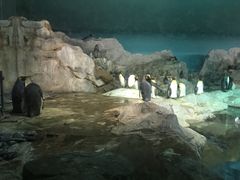 -新加坡飞禽公园