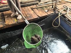 -蓝湾碧波·老字号·疍家非遗海上餐厅