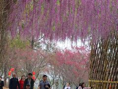 -天适樱花悠乐园