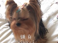 -创凡宠物医院·骨专科  猫科中心(西乡分院)