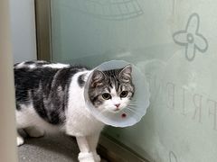 -伟伟宠物医院·瑞派猫友好医院·猫科(光谷店)