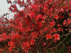 -梧桐山风景名胜区