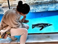 -帝企鹅自助餐厅•儿童岛•真企鹅(长隆企鹅酒店)