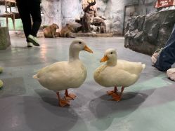 -Zoolung Zoolung动物主题公园(海信广场店)