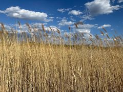 -野鸭湖国家湿地公园