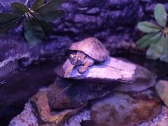 -上海海洋水族馆