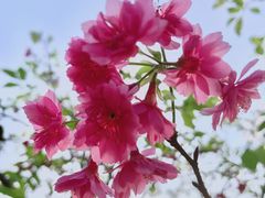-中国科学院华南植物园