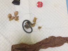 -瑞鹏宠物医院·爱宠堂·骨外专科(西荷分院)