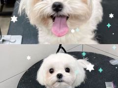 -帕帕拉兹宠物(亚洲旗舰店)