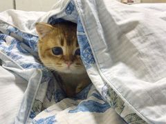 -东方名猫馆·英短金渐层布偶猫舍(环线广场1号楼店)