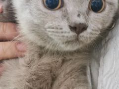 -三花喵·撸猫购宠·宠物生活馆(虹桥南丰城店)