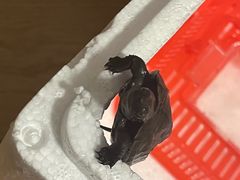 -奥体中心游泳馆