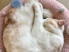 -藏猫猫咖啡主题馆(中央大道店)