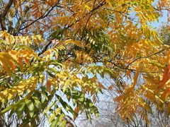 -南京枫彩漫城