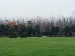 -合肥滨湖国家森林公园